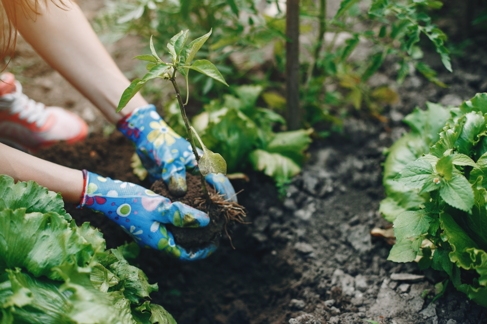 What Is Organic Gardening And Why Is It Done
